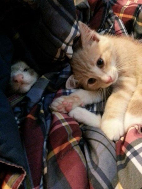 Дружба котенка и хорьков - 8