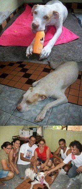 Любите животных! Ведь они не могут сами о себе позаботиться - 6