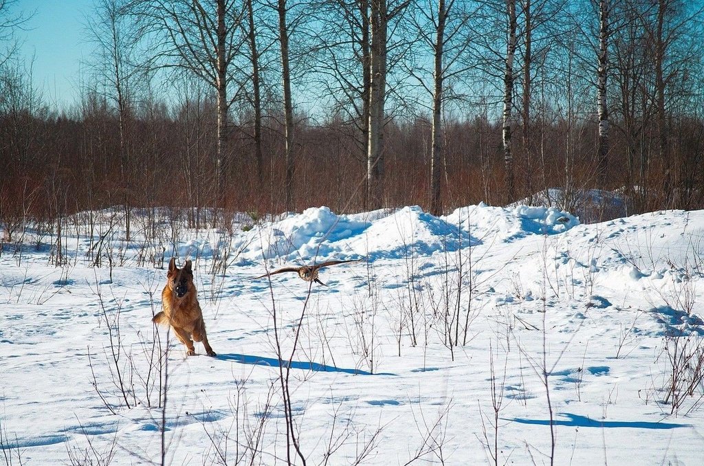 Необычная дружба ястреба и овчарки - 7