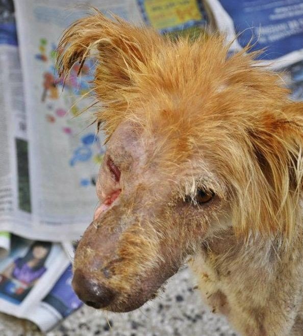 Девушка не смогла пройти мимо несчастного животного, тем самым подарив ему жизнь