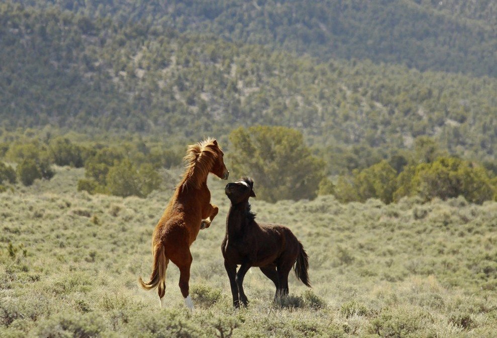 Захватывающие фотографии диких лошадей - 9