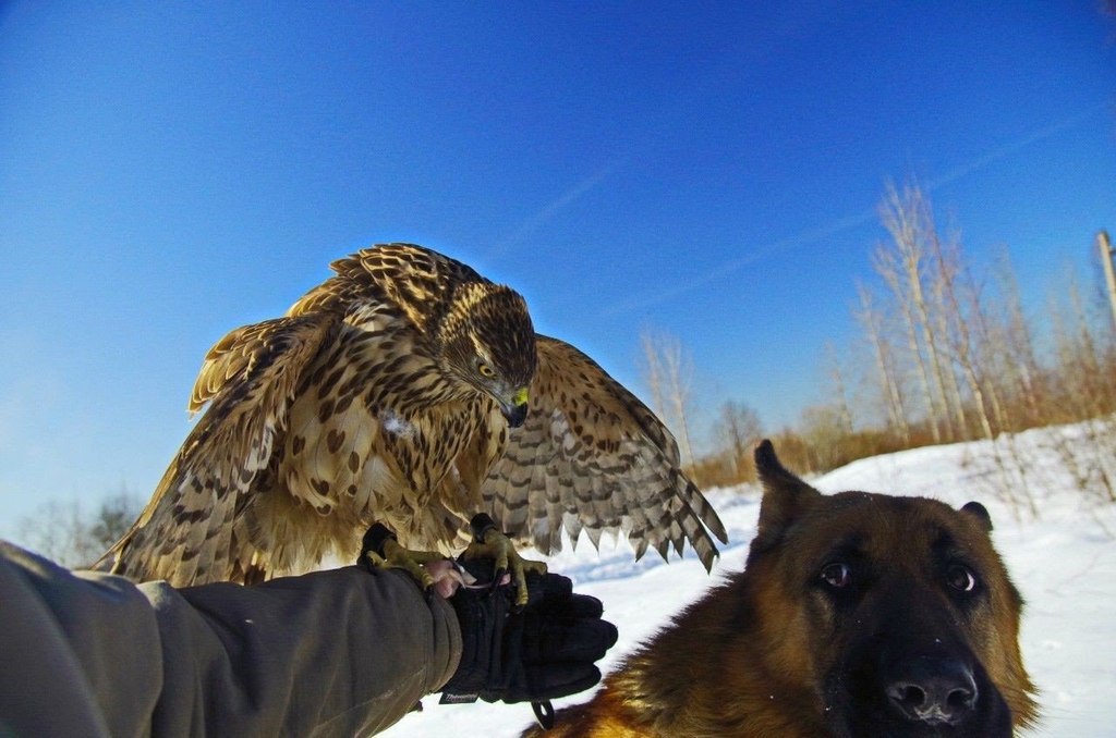 Необычная дружба ястреба и овчарки - 5