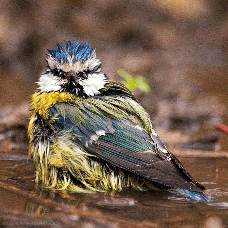 Бесстрашная любительница водных процедур - лазоревка