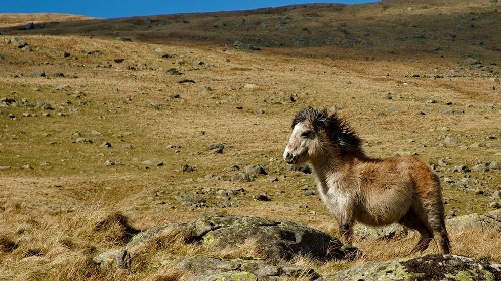 Захватывающие фотографии диких лошадей - 4