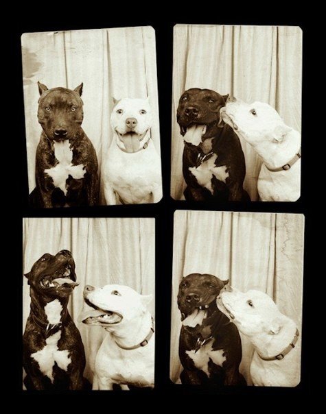 Вот что получится, если отправить собаку в фотобудку