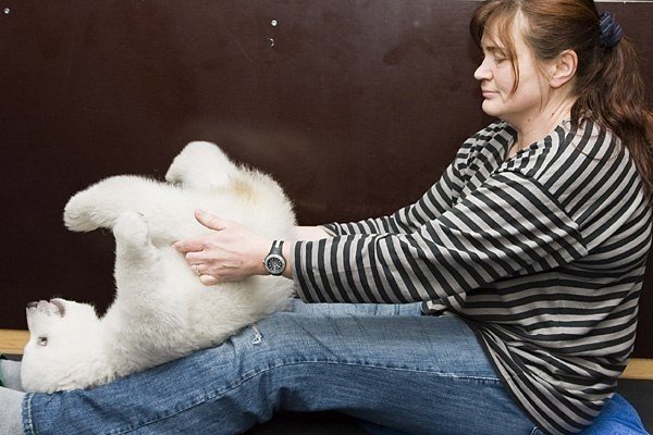 Нюрнбергский зоопарк опубликовал новые фотографии маленькой белой медведицы по имени Флок (Flocke) или по-русски — Снежинки - 6