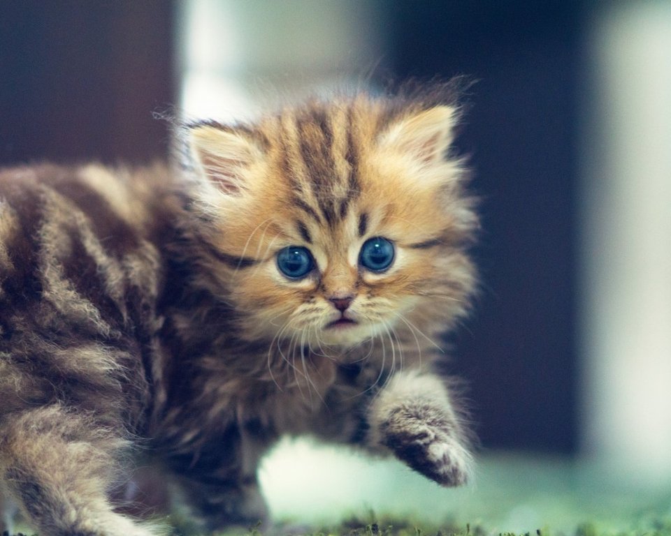 Невероятно милая кошечка Дейзи