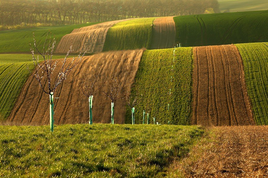 Невероятно холмистые поля Моравии - 9