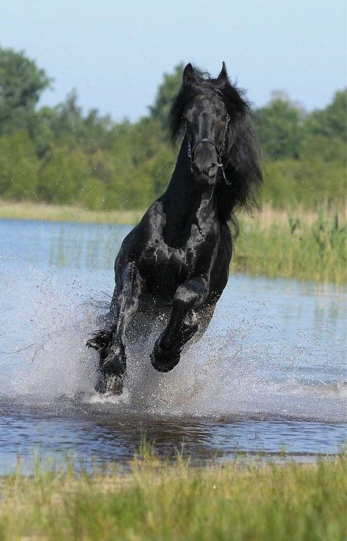 Восхитительная фризская лошадь - 3