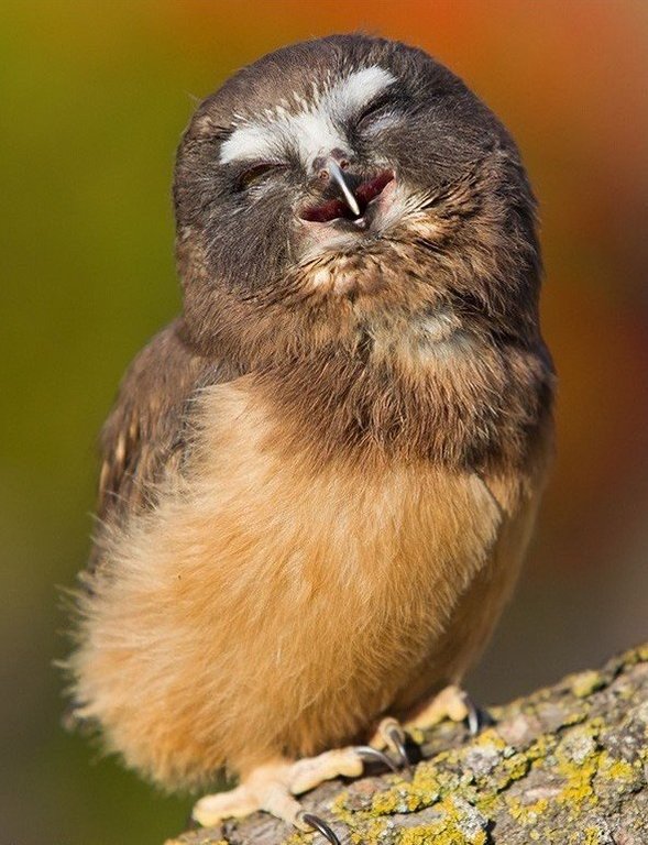 Такие милые совушки - 7