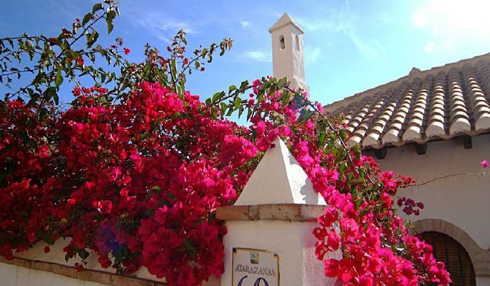 Бугенвиллия -живое украшение улочек Средиземноморья - 5