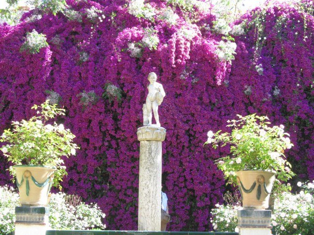Бугенвиллия -живое украшение улочек Средиземноморья - 6