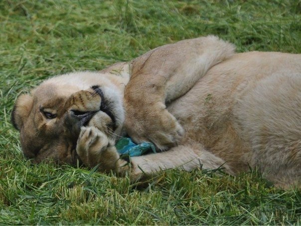 Необычная дружба — уже 13 лет они вместе. Знаменитые звери Балу, Лео и Шерхан 21 июня совместно отпраздновали 13-й День рождения. Эту троицу обнаружили в подвале дома в Атланте, штат Джорджия, во время облавы на притон наркоторговцев в 2001 году. После эт - 7