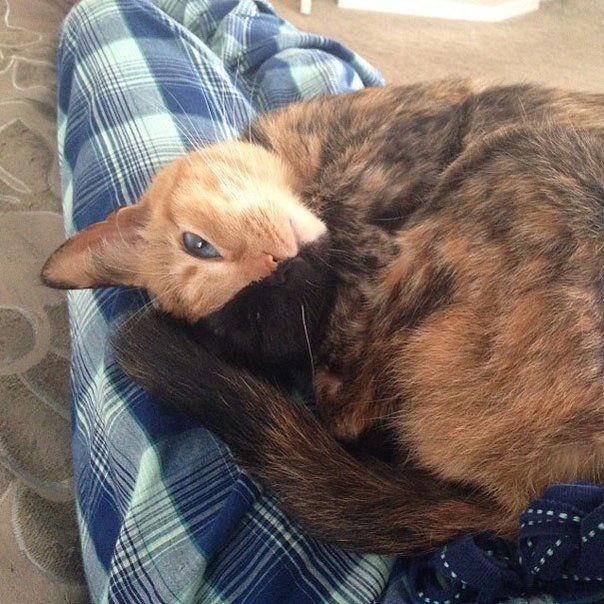 Знакомьтесь, это Венера — кошка с двумя лицами . Знаменитой Венера стала благодаря своему аномальному окрасу — её мордочка наполовину рыжая, с голубым глазом, и на половину черная, с зеленым глазом. Биологи называют таких химерами — в ее организме соедине - 5