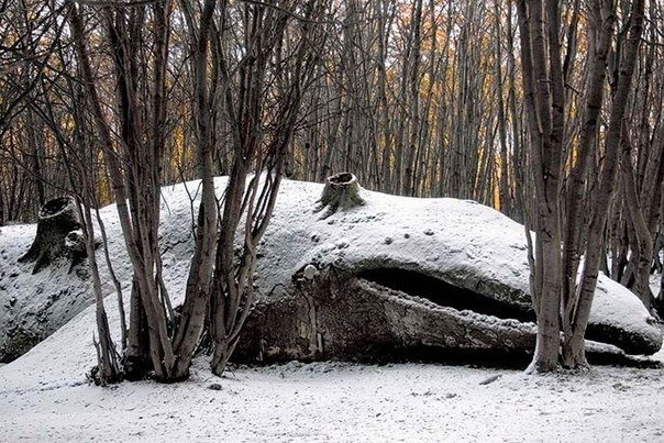 Аргентинский скульптор Адриан Вильяр Рохас в 2009 году создал в натуральную величину инсталляцию синего кита выброшенного на берег и разместил его в лесу Аргентины. Свою работу художник назвал "My dead family". Постепенное поглощение кита внешней средой, 