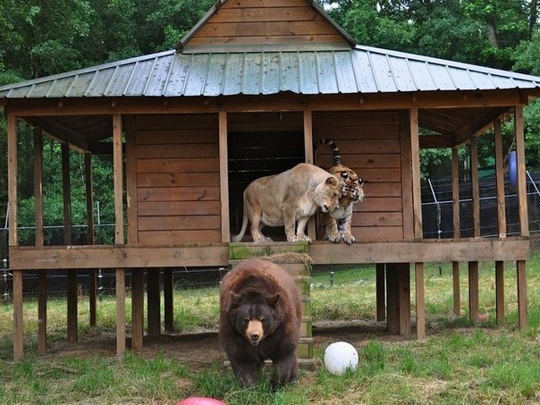 Необычная дружба — уже 13 лет они вместе. Знаменитые звери Балу, Лео и Шерхан 21 июня совместно отпраздновали 13-й День рождения. Эту троицу обнаружили в подвале дома в Атланте, штат Джорджия, во время облавы на притон наркоторговцев в 2001 году. После эт - 5