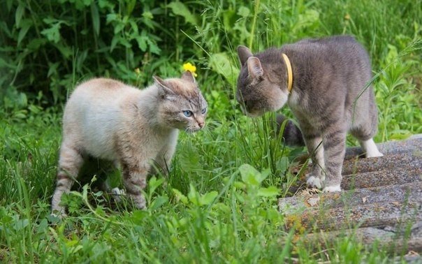 Кошачья дуэль - 5