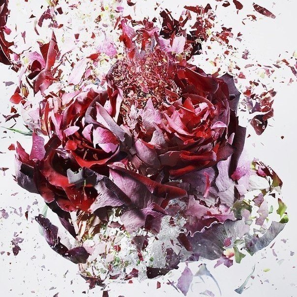 Сначала цветы замораживают, а потом резко разбивают: в этот момент фотоаппарат фиксирует это чудо. Съемка фотографа Martin Klimas