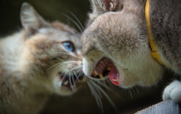 Кошачья дуэль