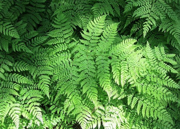 Папоротники являются одними из самых древних растений на Земле. Они появились на планете около 400 млн лет назад в середине палеозойской эры
