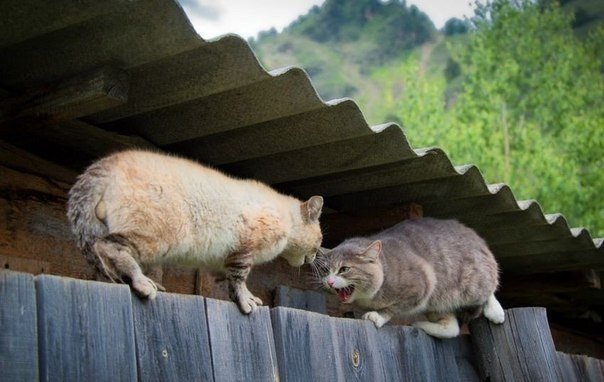 Кошачья дуэль - 7