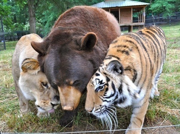 Необычная дружба — уже 13 лет они вместе. Знаменитые звери Балу, Лео и Шерхан 21 июня совместно отпраздновали 13-й День рождения. Эту троицу обнаружили в подвале дома в Атланте, штат Джорджия, во время облавы на притон наркоторговцев в 2001 году. После эт