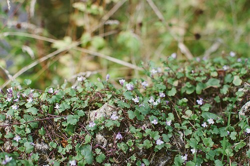 Versailles. Former residence of French kings - 8