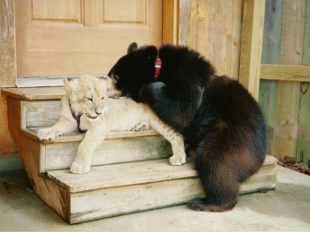 Необычная дружба — уже 13 лет они вместе. Знаменитые звери Балу, Лео и Шерхан 21 июня совместно отпраздновали 13-й День рождения. Эту троицу обнаружили в подвале дома в Атланте, штат Джорджия, во время облавы на притон наркоторговцев в 2001 году. После эт - 9