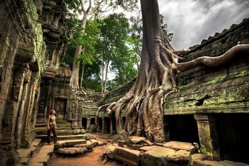 An old tree in the temple complex of Angkor Wat, Siem Reap, Cambodia