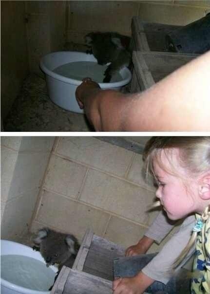 На улице плюс 49 в тени! В дом забралась коала... и что произошло, когда ей предложили попить воды :3