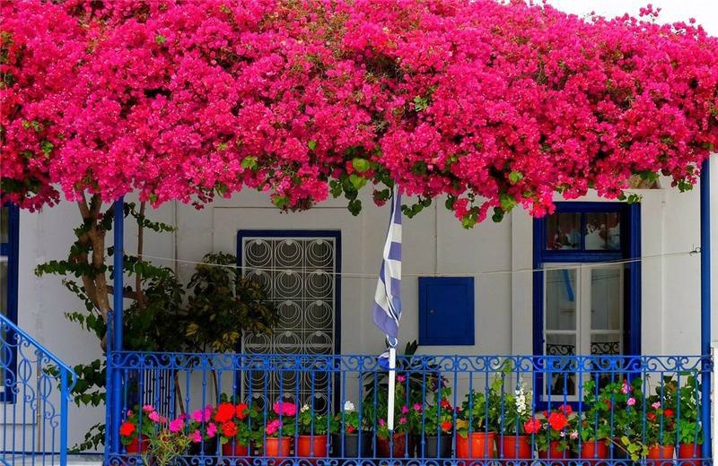 Бугенвиллия -живое украшение улочек Средиземноморья - 7