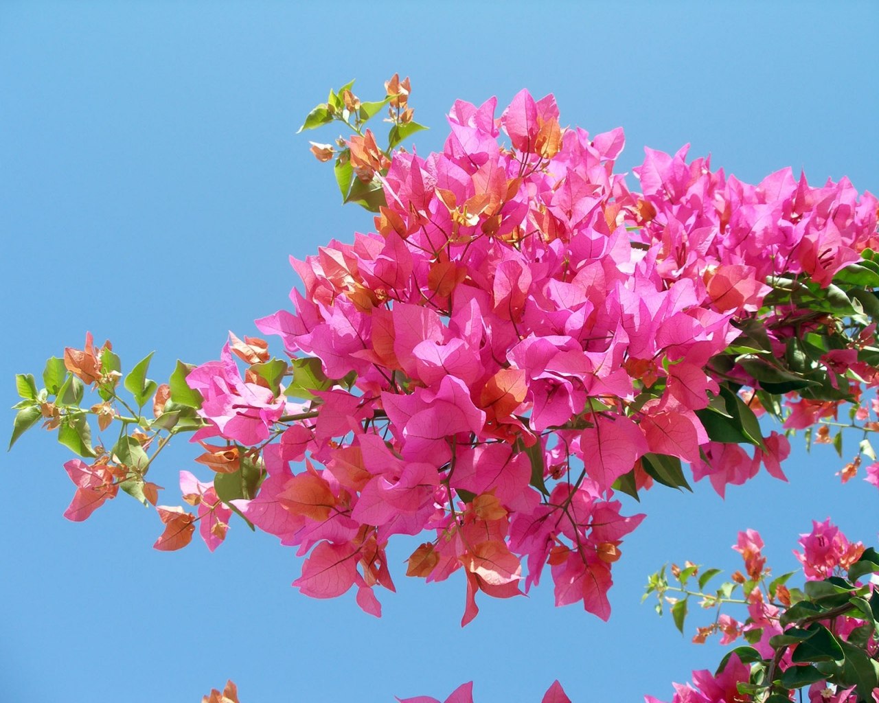 Бугенвиллия -живое украшение улочек Средиземноморья - 8