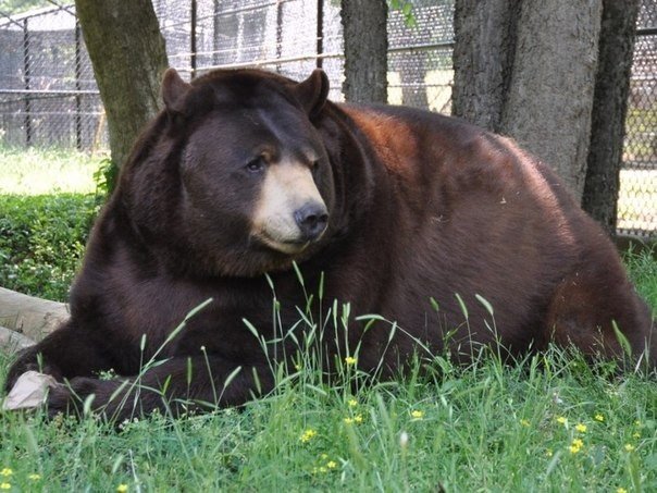 Необычная дружба — уже 13 лет они вместе. Знаменитые звери Балу, Лео и Шерхан 21 июня совместно отпраздновали 13-й День рождения. Эту троицу обнаружили в подвале дома в Атланте, штат Джорджия, во время облавы на притон наркоторговцев в 2001 году. После эт - 8