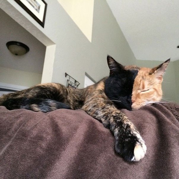 Знакомьтесь, это Венера — кошка с двумя лицами . Знаменитой Венера стала благодаря своему аномальному окрасу — её мордочка наполовину рыжая, с голубым глазом, и на половину черная, с зеленым глазом. Биологи называют таких химерами — в ее организме соедине - 9