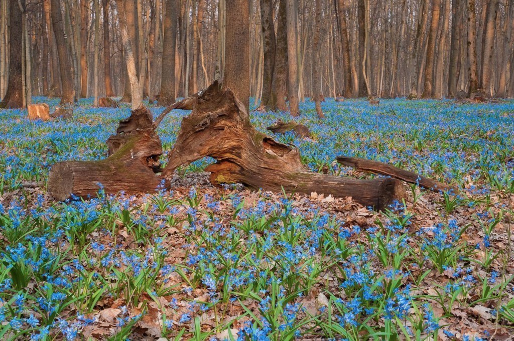 Пролески в лесу, Харьковская область, Украина