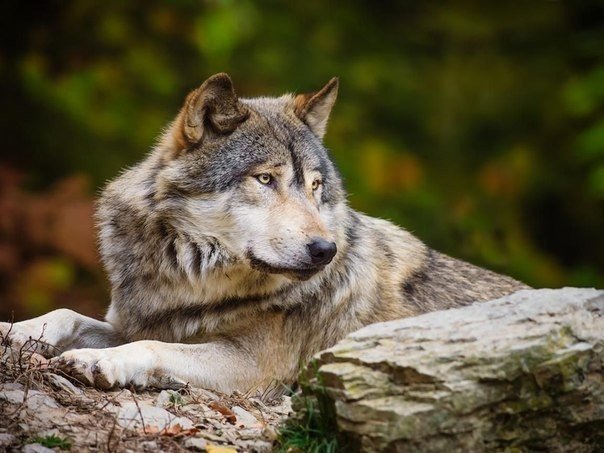 Берегите природу - 5