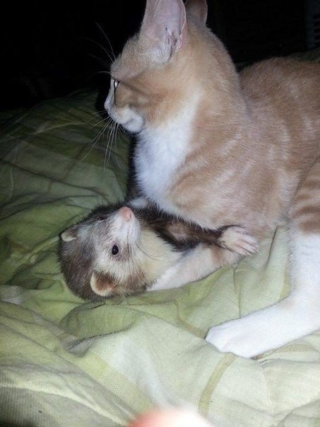 Дружба котенка и хорьков