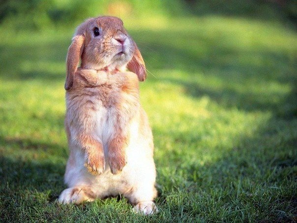 Берегите природу - 6