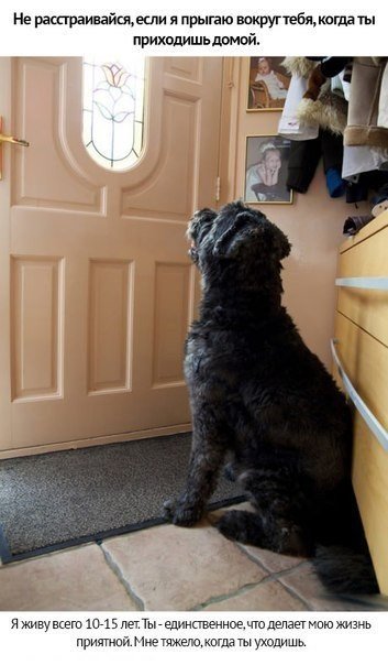 Любите своих животных - 9