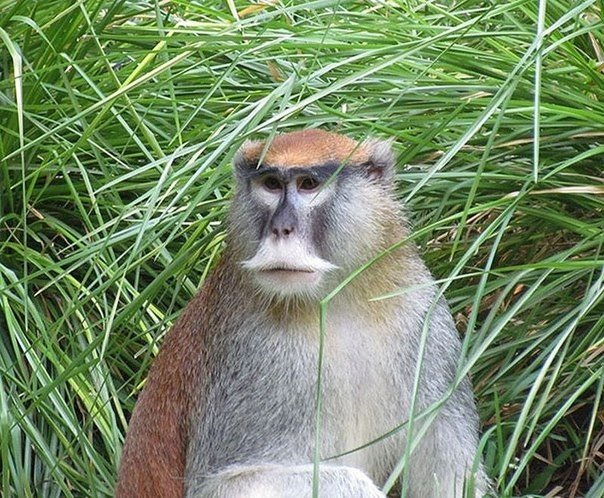 Усатое зверье. Когда симпатичные усы появляются у не менее симпатичных животных, в результате получается сплошное умиление, и эта подборка фотографий – лучшее тому доказательство! - 9