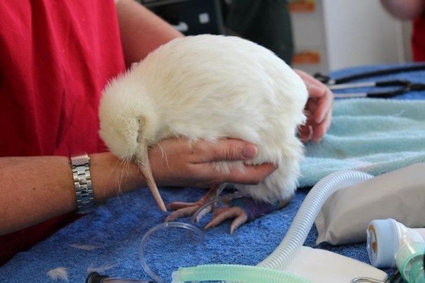 Белые киви - чрезвычайно редкое явление. Обычно цвет перьев киви варьируется от серовато-коричневого до светло-бурого. Выжить в дикой природе слишком заметная особь киви белого цвета вряд ли сумеет - 6