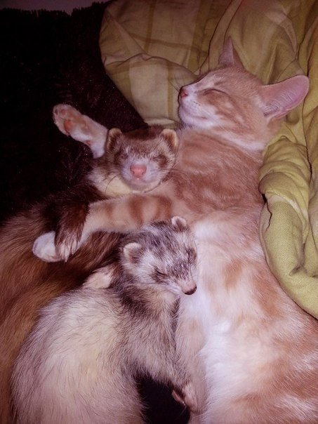 Нед – котенок, который дружит с хорьками. В июне Меллори Годе подобрала на улице маленького рыжего котенка и забрала его домой. Девушка очень переживала, что малыш не сможет ужиться с двумя другими ее питомцами – хорьками, и они будут его обижать. Но вышл - 9