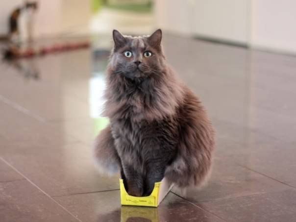 О вечной любви кошек и коробок  ❤ - 8