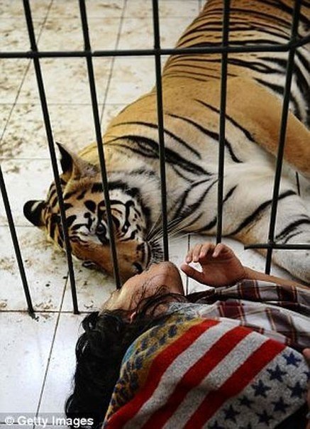 Дружба между тигрицей и человеком . Трогательные и в то же время опасные взаимоотношения тигрицы Мулан и его 33-летнего хозяина Абдуллы Шолен из Индонезии. . Абдулла- студент, который стал одновременно и лучшим другом, и нянькой для шестилетней тигрицы Му - 6