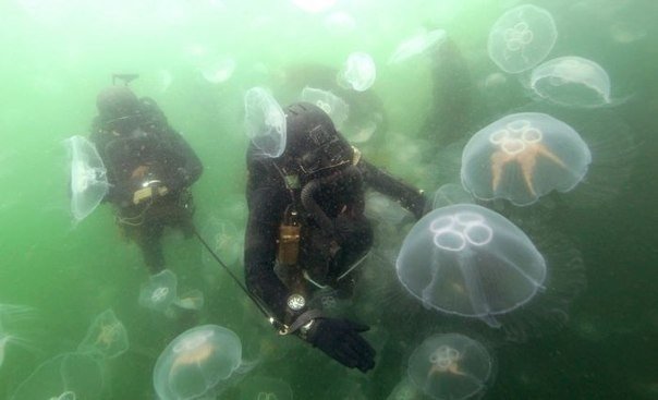 Как выглядит спецназ в разных странах. Практически в каждой стране есть специальные военные подразделения. Они занимаются разведкой, борьбой с терроризмом, поисково-спасательными операциями, участвуют в миротворческих и гуманитарных операциях и т.д. Давай - 7