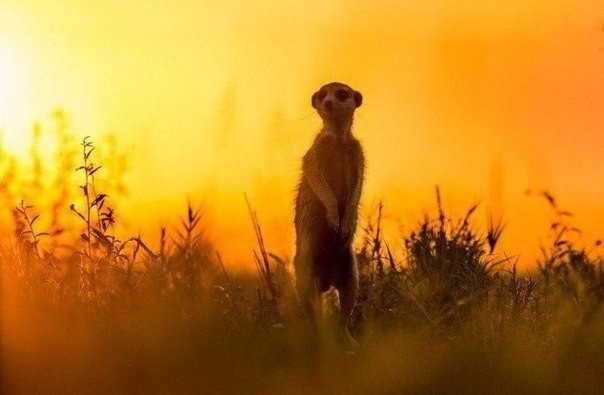В начале 2014 года британский фотограф Уилл Беррард-Лукас отправился в Ботсвану, чтобы поснимать самых харизматичных существ в Африке — сурикатов! Эти чудесные создание не только произвели огромное впечатления на него, но и стали настоящими друзьями - 7