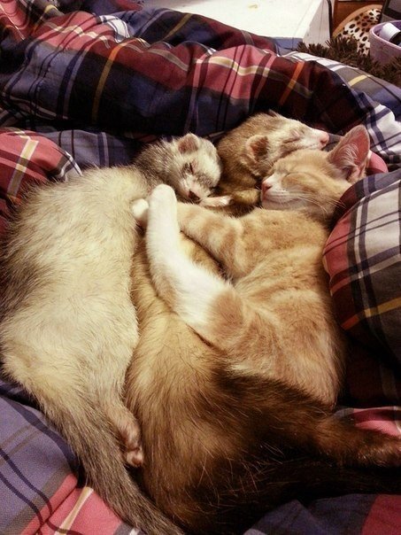 Нед – котенок, который дружит с хорьками. В июне Меллори Годе подобрала на улице маленького рыжего котенка и забрала его домой. Девушка очень переживала, что малыш не сможет ужиться с двумя другими ее питомцами – хорьками, и они будут его обижать. Но вышл - 8