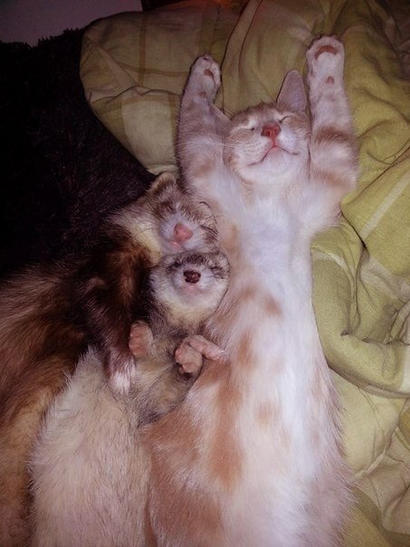 Нед – котенок, который дружит с хорьками. В июне Меллори Годе подобрала на улице маленького рыжего котенка и забрала его домой. Девушка очень переживала, что малыш не сможет ужиться с двумя другими ее питомцами – хорьками, и они будут его обижать. Но вышл - 6