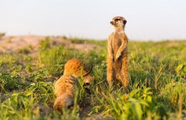 В начале 2014 года британский фотограф Уилл Беррард-Лукас отправился в Ботсвану, чтобы поснимать самых харизматичных существ в Африке — сурикатов! Эти чудесные создание не только произвели огромное впечатления на него, но и стали настоящими друзьями - 9