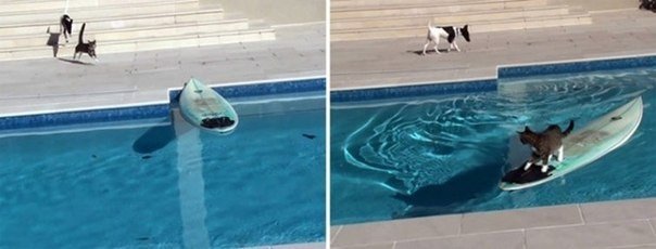 10 животных ставших интернет-сенсацией - 8